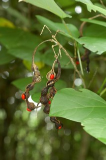 Coral tree species