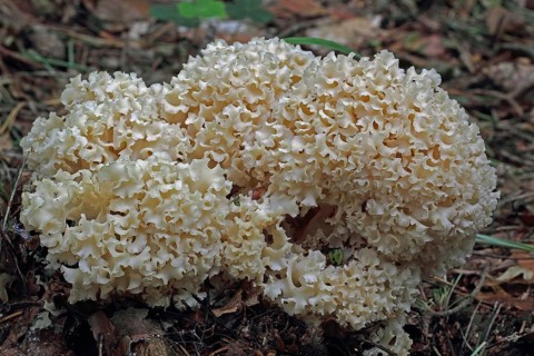 Frilled wood cauliflower fungus