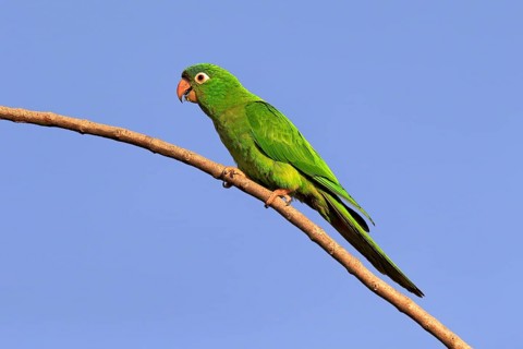 Blue-capped Parakeet
