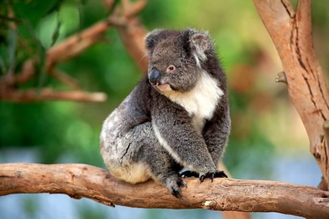 Koala