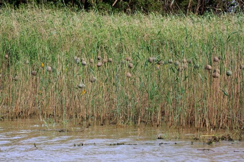 Yellow-bellied weaver