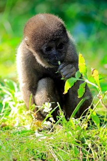 Grey woolly monkey