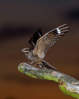 Eurasian european nightjar