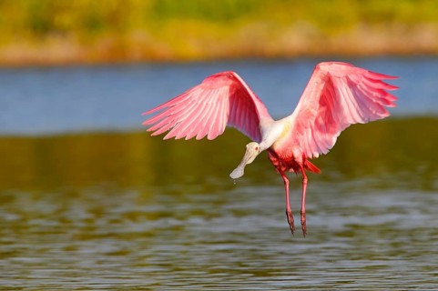 Roseate spoonbill