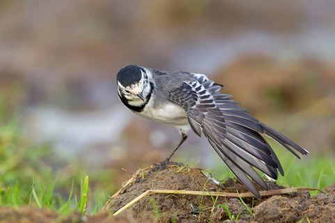 Pied Wagtail