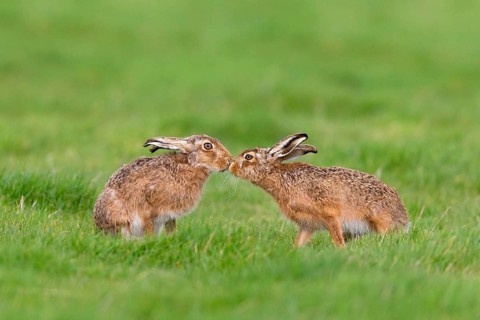 European Hare