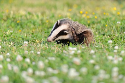Eurasian Badger