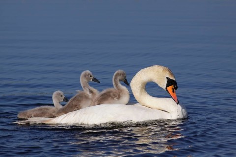 Mute Swan