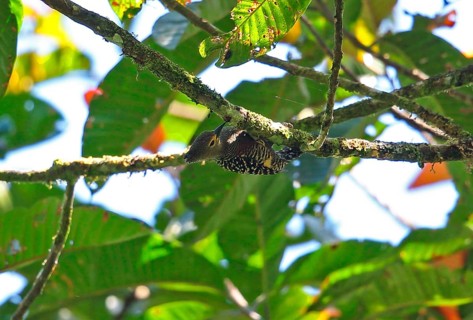 Buff-rumped Woodpecker