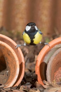 Great Tit