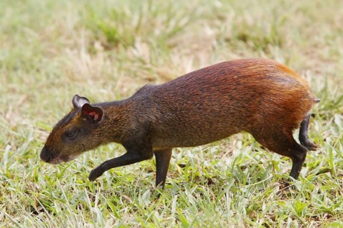 Red-rumped Agouti