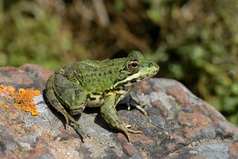 Iberian water frog