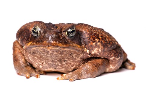 Cane toad