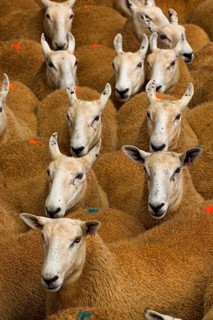 Domestic Sheep