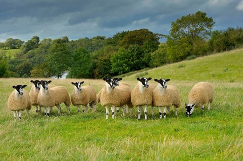 Domestic Sheep