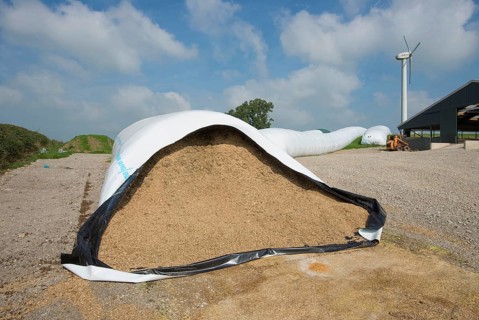 Whole wheat in ag bags on the farm