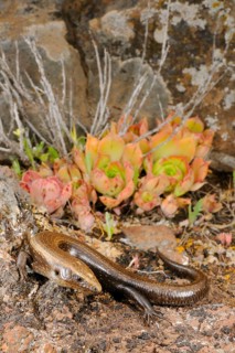 Western skink