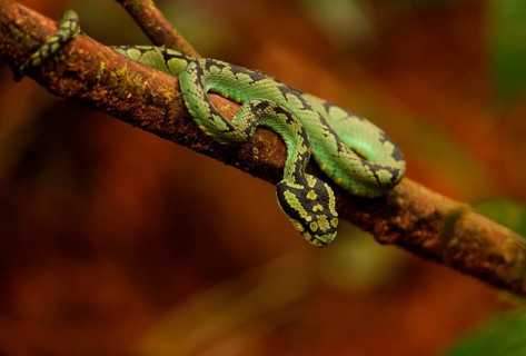 Sri lankan pit vipers
