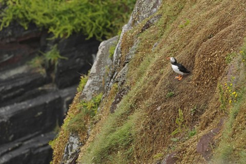 Puffin
