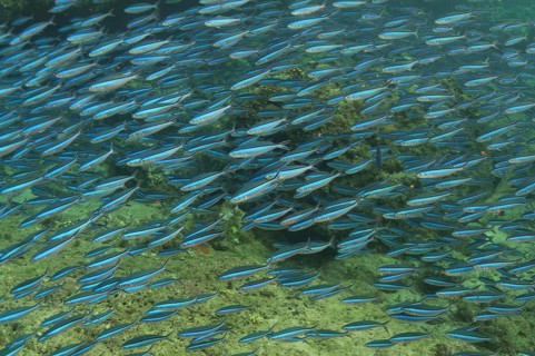 Blue-striped Fusiliers