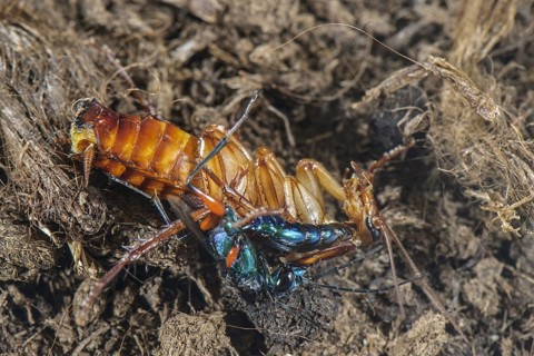 Emerald cockroach wasp