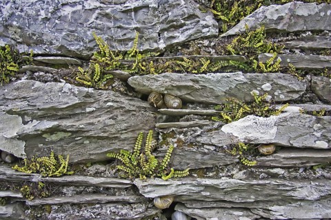 Maidenhair spleenwort