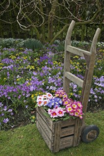 Flowering polyanthus primrose