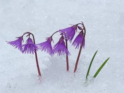 Alpine snowbell