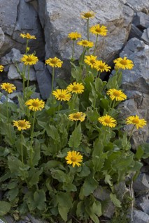 Large-flowered Leopard's Bane