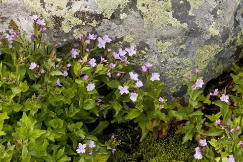 Flowering Pontic willowherb