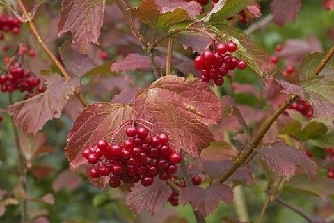 Guelder Rose