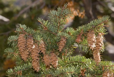 Douglas fir