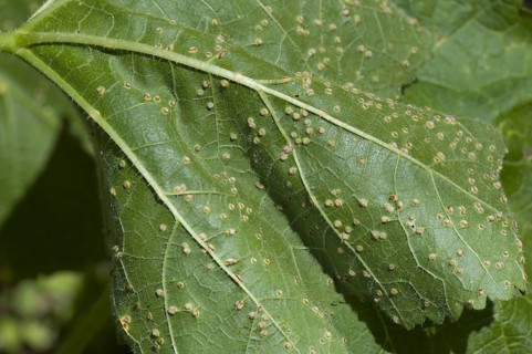 Holly rust