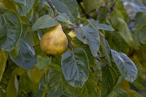Quince fruit