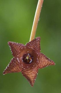 Carrion flower