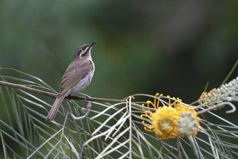 Yellow-faced honeyeater