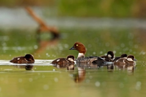Female Common Goldeneye