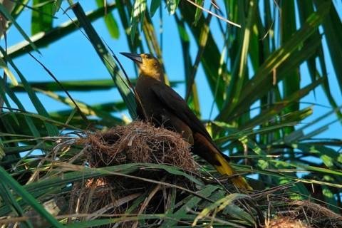 Broad-crested Oropendola with nest