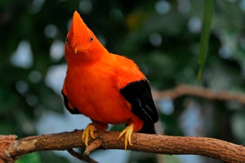 Andean Rock Cock