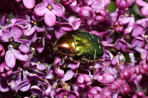 Rose chafer