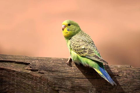 Budgerigar