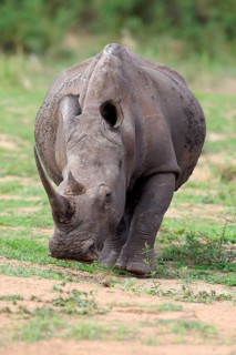 White rhinoceros
