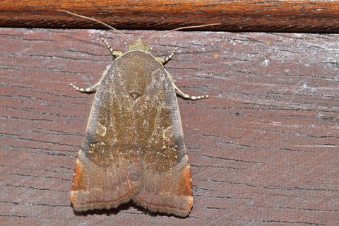 Langmaid's Yellow Underwing Moth