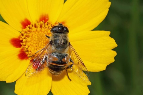 Dung bee