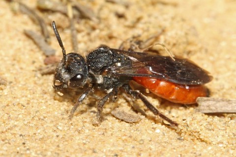 Halictid bee