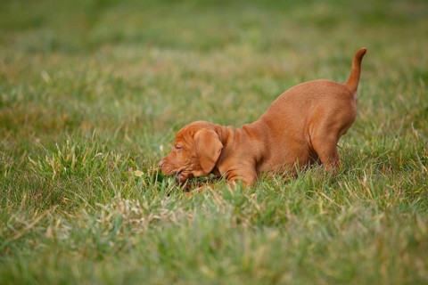 Shorthaired Hungarian Pointing Dog