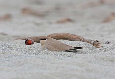 Small Pratincole