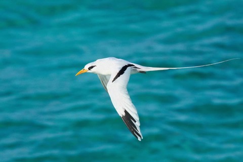 White-tailed tropicbird