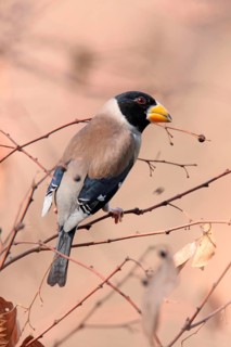 Coccothraustes migratorius