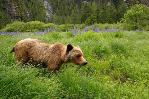 Grizzly Bear